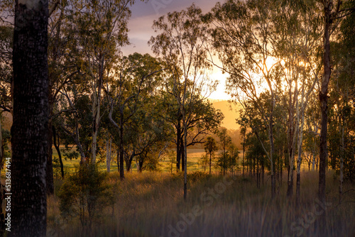 sunrise in the forest