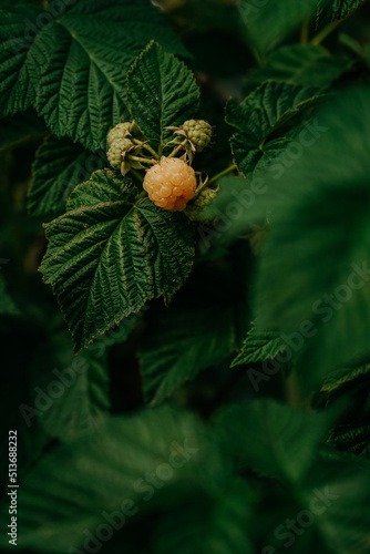 Yellow raspberries on a branch among green leaves