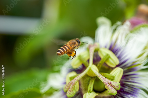 A blooming passion fruit flower with a bee picking nectar © Steve
