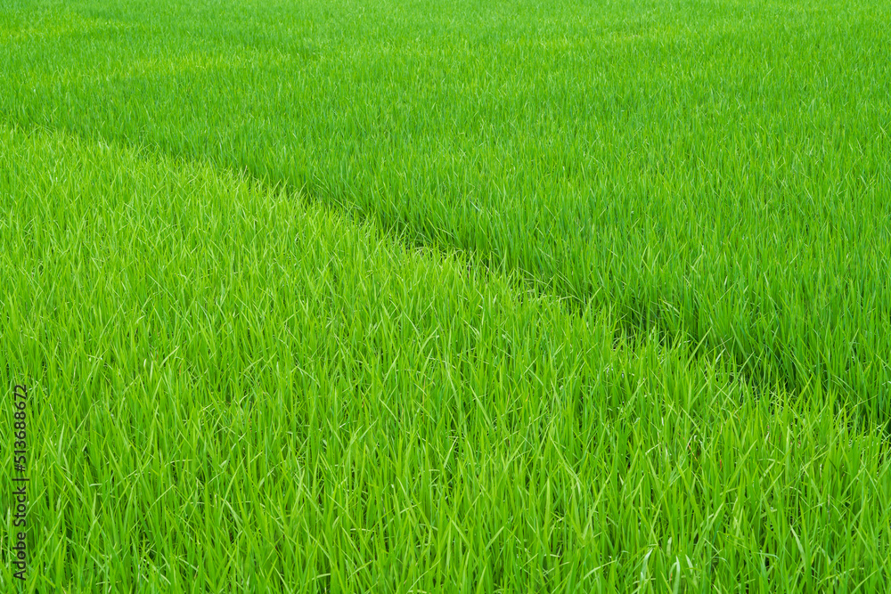 Field path in lush green rice fields Field path in lush green rice fields