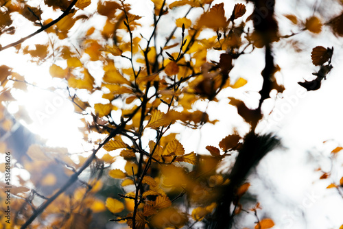 autumn leaves in the sun