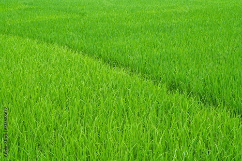 Field path in lush green rice fields