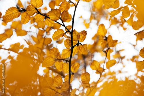 autumn leaves