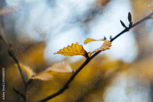 autumn leaves in the wind