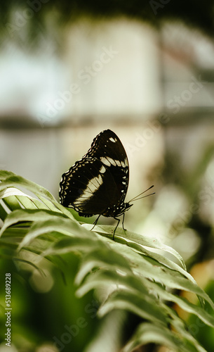 butterfly on a flower