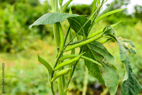 Fototapeta Naklejka Na Ścianę i Meble -  Cluster beans or gawar phali(guar) plant in field,cyamopsis tetragonoloba