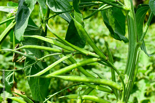 Cluster beans or gawar phali(guar) plant in field,cyamopsis tetragonoloba photo