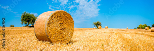 Canvas Print Beautiful field with hay in round stacks against the blue sky