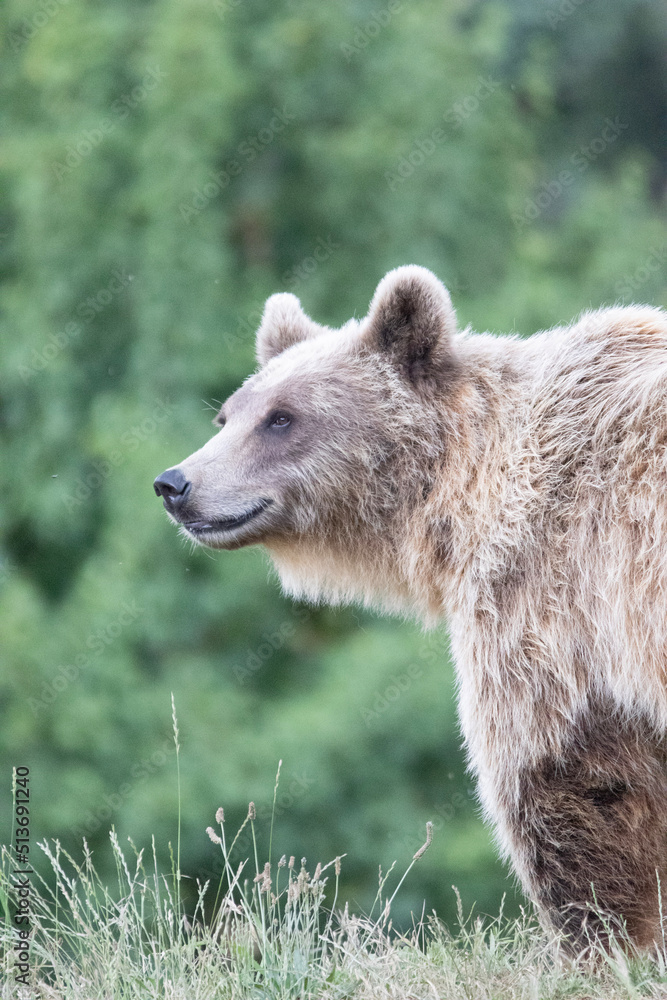 brown bear cub brown bear cub