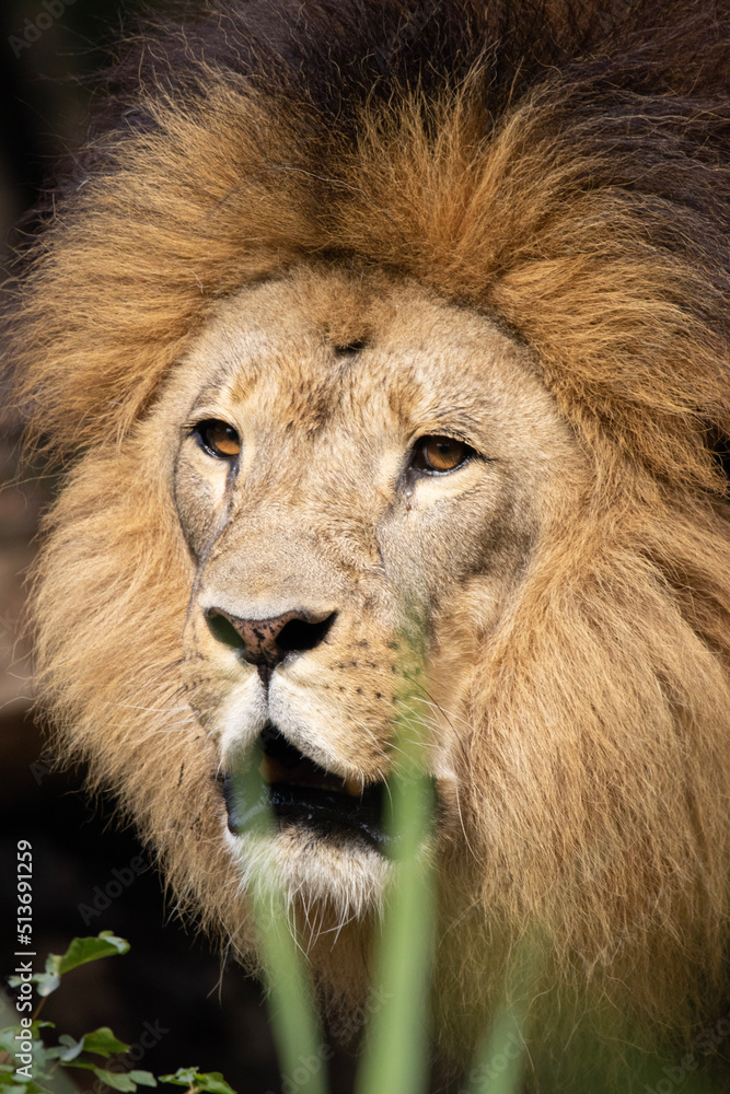 close up of lion