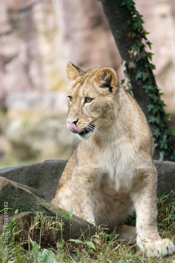 portrait of a lion