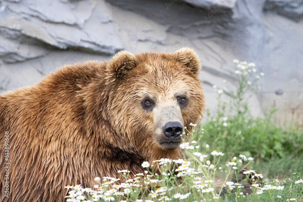Fototapeta premium brown bear cub