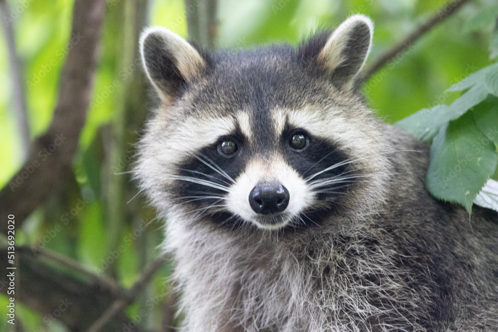 portrait of a raccoon