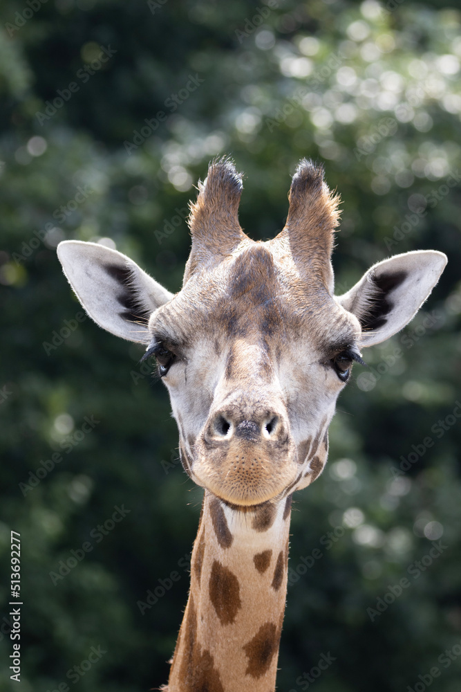 close up of a giraffe