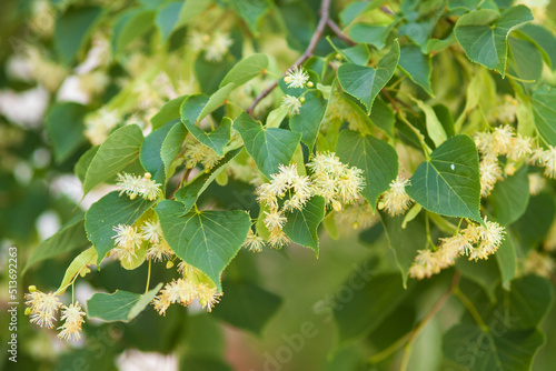 blooming linden tree. useful homeopathy. 