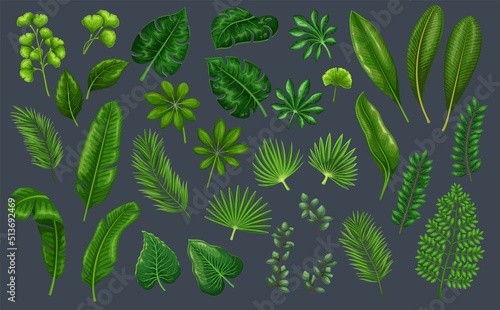 Tropical leaves set. Jungle exotic leaf philodendron, royal fern, areca palm, plumeria and etc. Vector illustration for summer tropical paradise advertising design vacation.