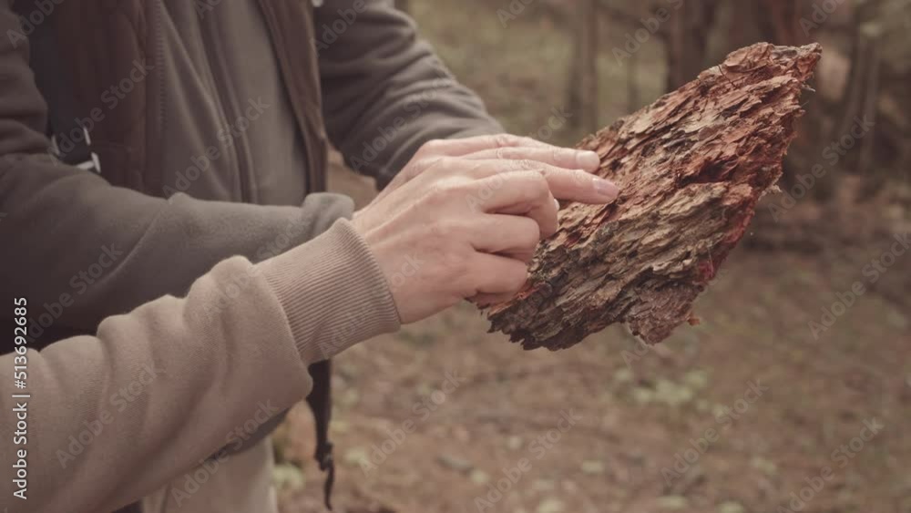 Slowmo closeup of unrecognizable couple of tourists examining old bark of tree while hiking in forest Slowmo closeup of unrecognizable couple of tourists examining old bark of tree while hiking in forest