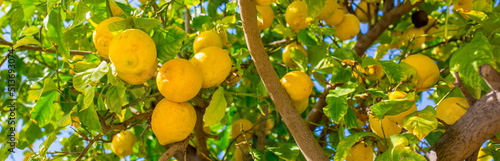 Oranges harvest on the plantation in the garden. Citrus trees with mandarins and lemons. Ripe fruits of lemons and oranges on the branches of a tree. Gardening in Cyprus.