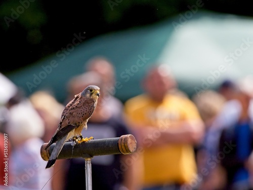 Obraz na płótnie A Kestrel (Falco tinnunculus) perched on a stand at a falconry display at the Horbury Show, in Wakefield, West Yorkshire