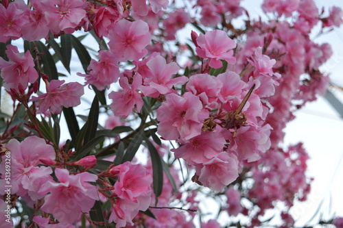 Flores en verano.