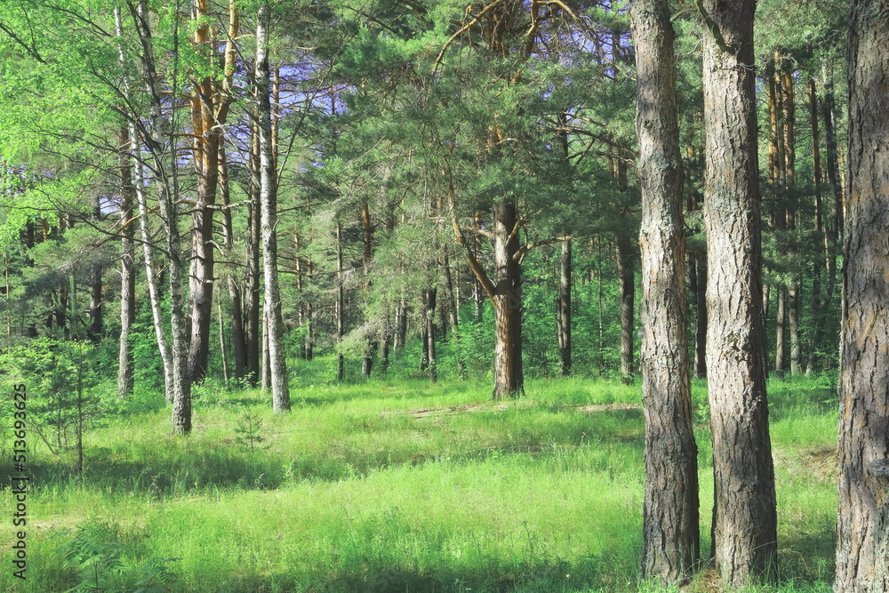 Fototapeta premium trees in the forest