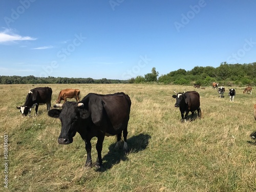 cows in the field © Анна Дробышева
