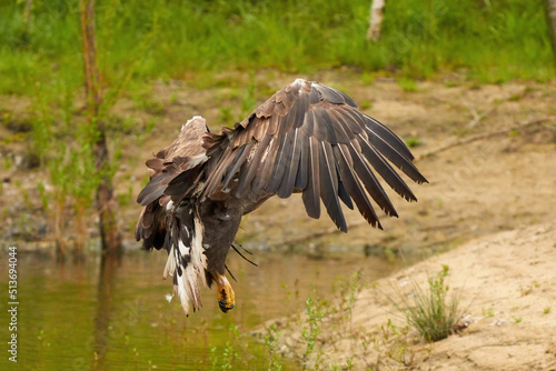 A hunting European eagle makes the landing above water, trees in the background. Grabs the prey in the lake with its claws. Detail, fish, impressive © Dasya - Dasya
