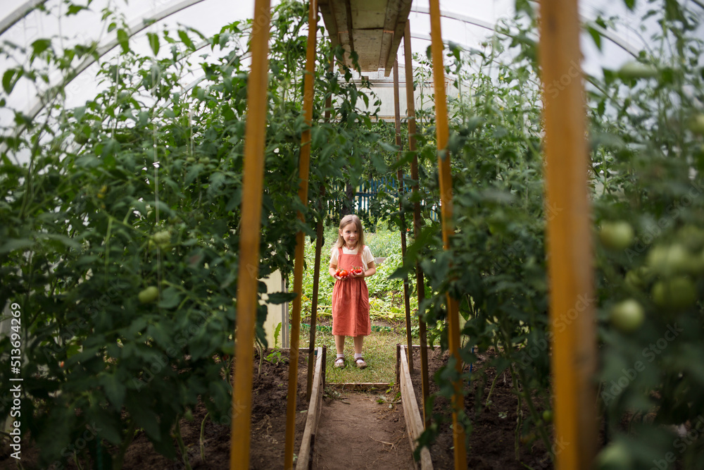 organic food. summer in countryside. growing vegetables in garden in greenhouse. child girl holding red ripe tomatoes on background of green plants.