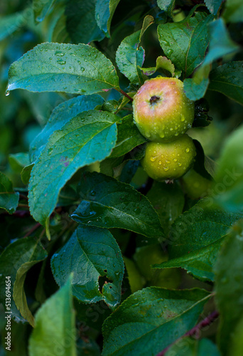 Ripe apples on branches. Red apples with green leaves hanging on tree in autumn garden and ready for harvest.