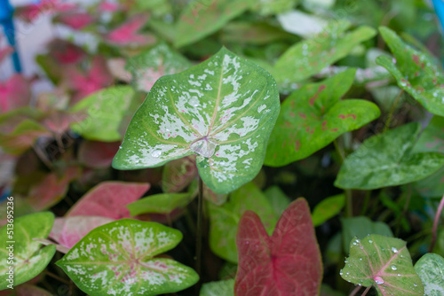 Caladium bicolor is regarded as the "Queen of the Leafy Plants". Close up of Caladium Bicolor beautiful leaves. 