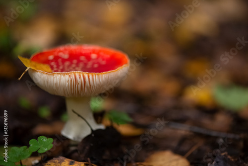 Poisonous fly agaric mushroom with red cap in white dots and yellow leaf on top grows in grass in autumnal forest