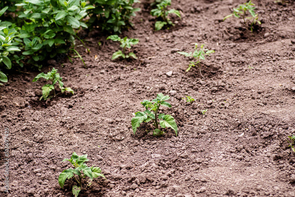 Growing Solanum lycopersicum on bed in raw in field in spring. green seedling of tomatoes growing out of soil. Densely planted young tomato plants ready for planting. Growing Solanum lycopersicum on bed in raw in field in spring. green seedling of tomatoes growing out of soil. Densely planted young tomato plants ready for planting.