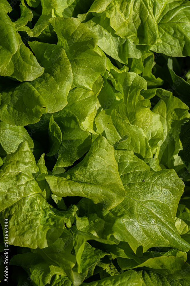 Fototapeta premium Close up of home grown sallad leaves..