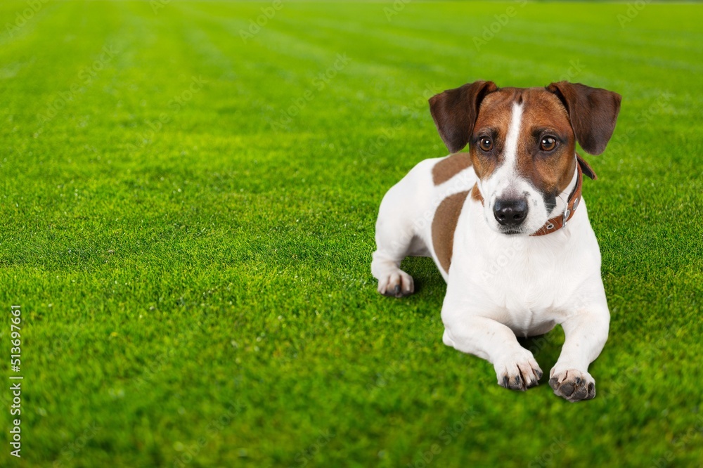 Dog wearing pests collar to prevent attacks from parasites during spring season