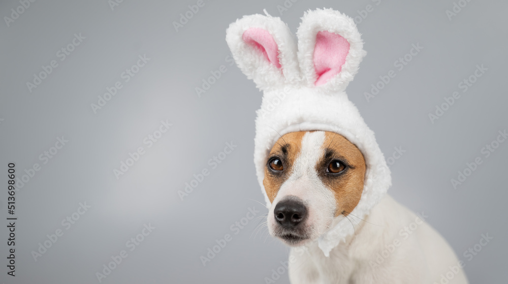 Jack Russell Terrier dog in bunny ears on a white background. Copy space.