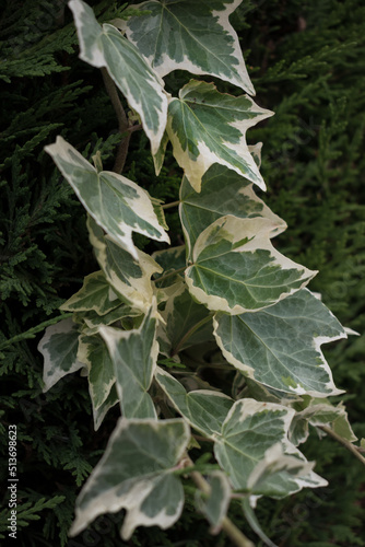 Ivy leaves texture, nature pattern © Carmen G. 