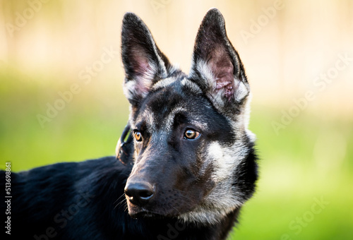 portrait of an East European Shepherd puppy  close-up face. the concept of Pets