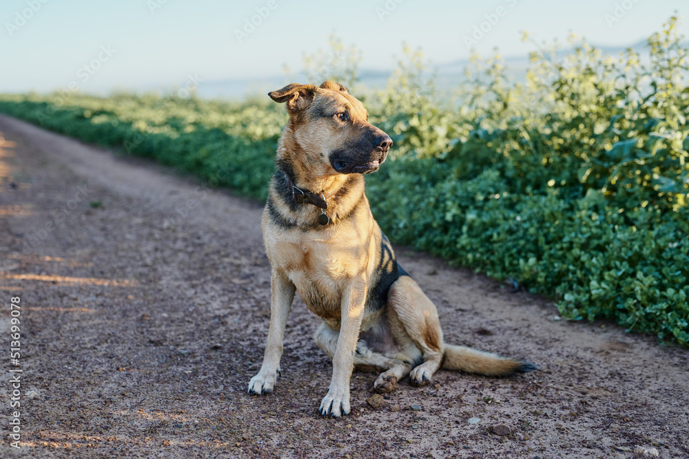 German shepherd dog sitting on the ground. German shepherd dog sitting on the ground.