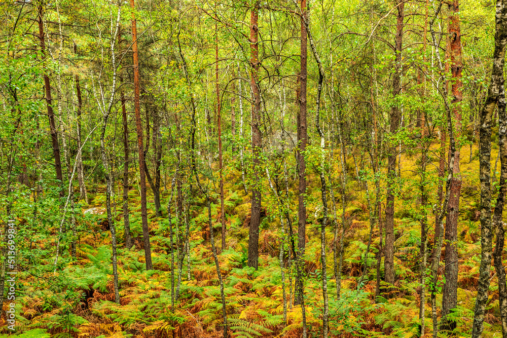 Fototapeta premium Fontainebleau Forest, France