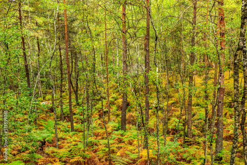 Fontainebleau Forest, France © Provisualstock.com
