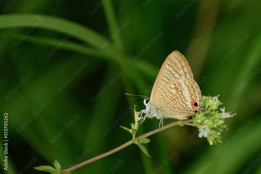 butterfly on a flower