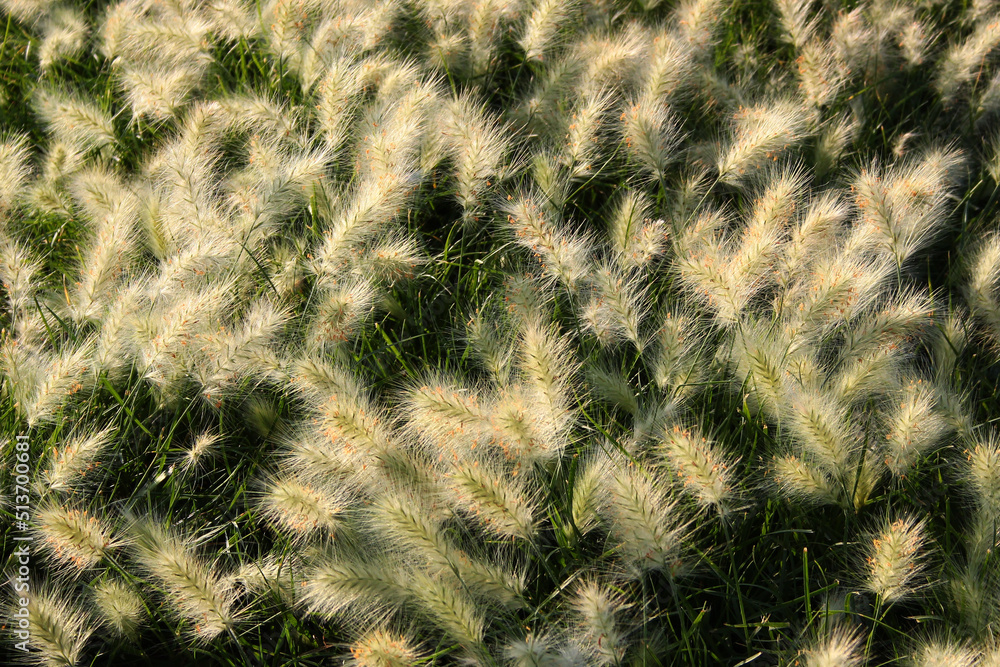 Feathertop grass, Cenchrus longisetus. Long-style feather grass, a specie of Buffelgrasses Feathertop grass, Cenchrus longisetus. Long-style feather grass, a specie of Buffelgrasses