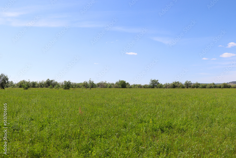 beautiful nature on a sunny summer day