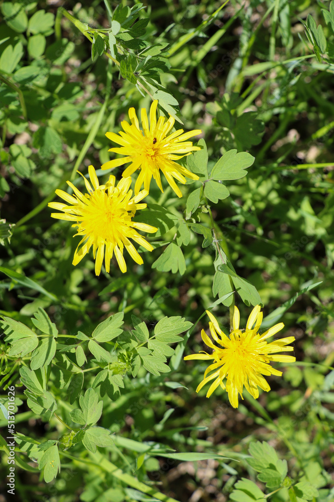 beautiful nature on a sunny summer day beautiful nature on a sunny summer day