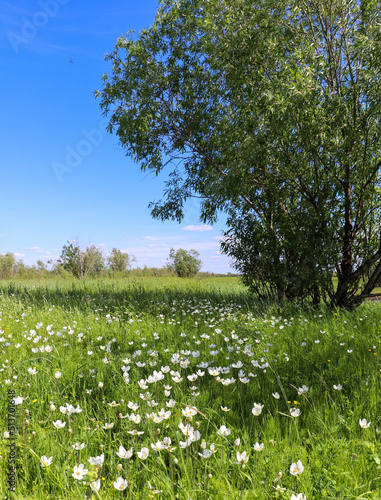 Fototapeta Naklejka Na Ścianę i Meble -  beautiful nature on a sunny summer day