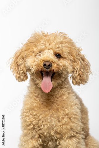 Studio portrait of a small abricot poodle on white background