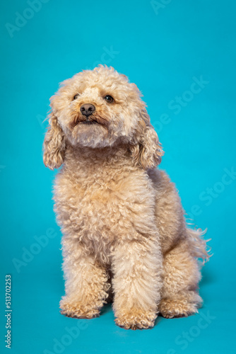 Studio portrait of a expressive abricot poodle on blue background