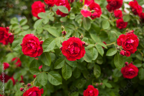 red roses in garden