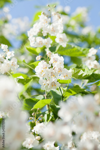 Summer Flowers of a Southern Catalpa or Indian Bean Tree.