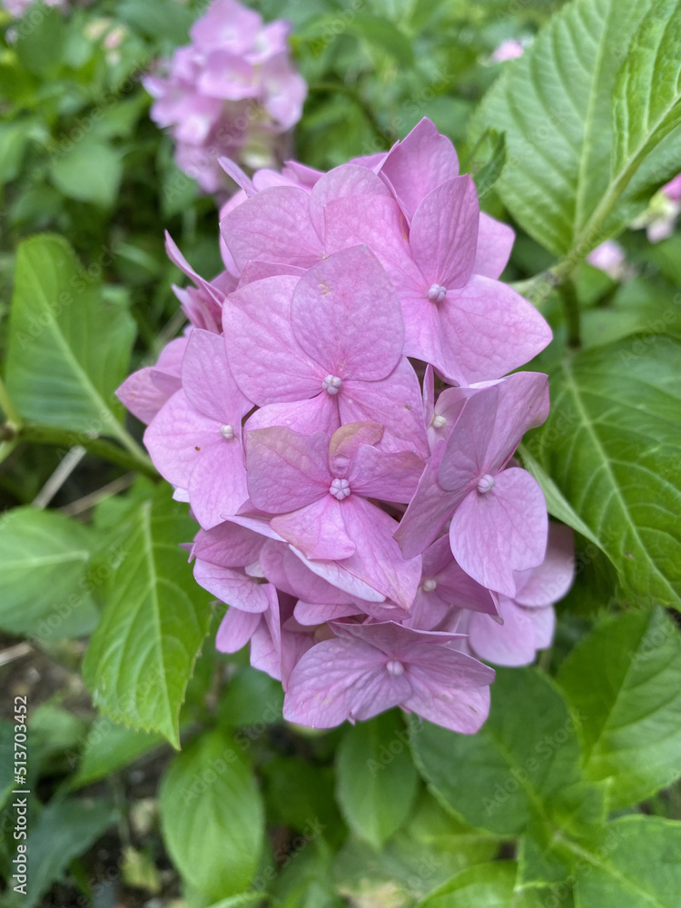 hydrangea macrophylla or hortensia shrub in full bloom, with fresh green leaves in the background, in a garden in a sunny summer day hydrangea macrophylla or hortensia shrub in full bloom, with fresh green leaves in the background, in a garden in a sunny summer day